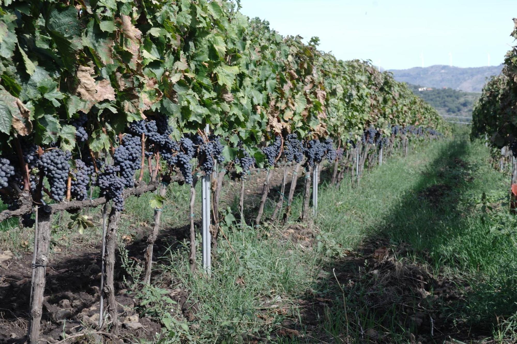 Feudo Vagliasindi -Wine Experience- ξενώνας Randazzo Εξωτερικό φωτογραφία