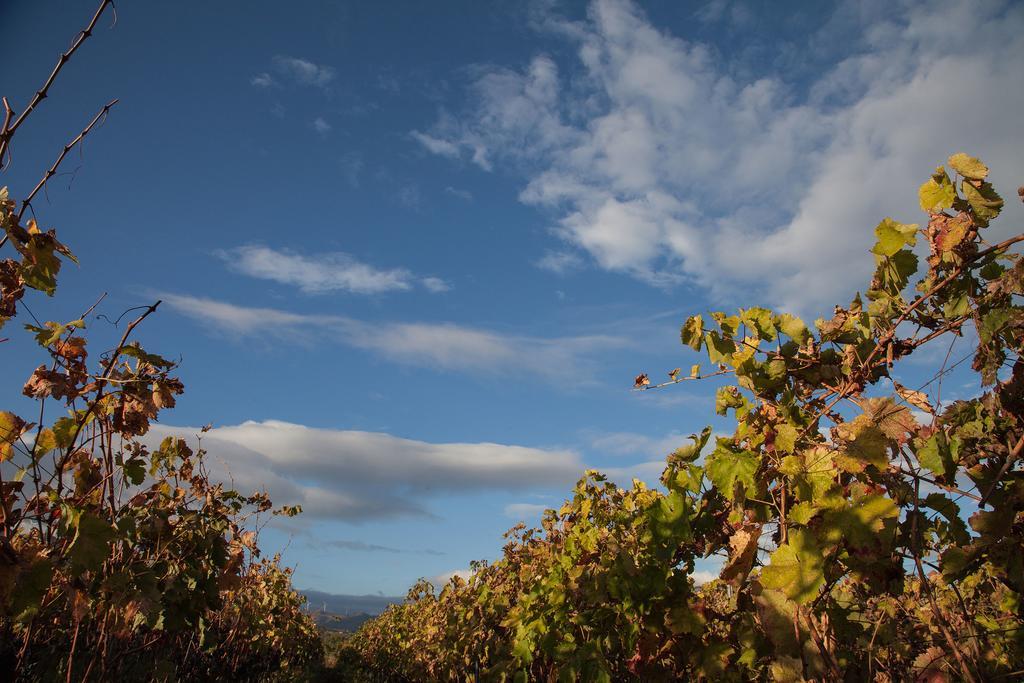 Feudo Vagliasindi -Wine Experience- ξενώνας Randazzo Εξωτερικό φωτογραφία