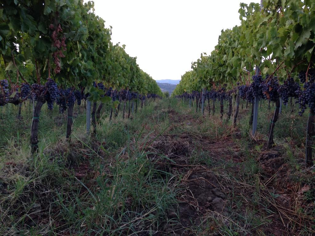Feudo Vagliasindi -Wine Experience- ξενώνας Randazzo Εξωτερικό φωτογραφία