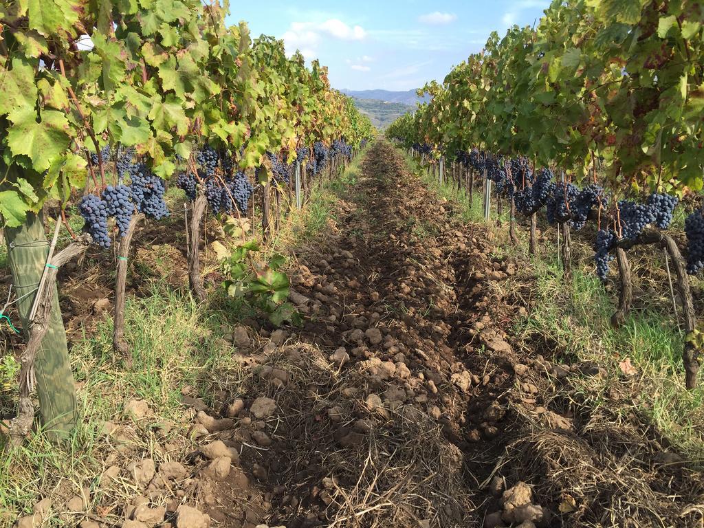 Feudo Vagliasindi -Wine Experience- ξενώνας Randazzo Εξωτερικό φωτογραφία